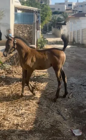 ‏خيل‏1