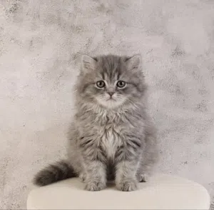 للبيع قطط صغيره
