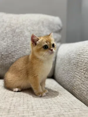 British shorthair kitten