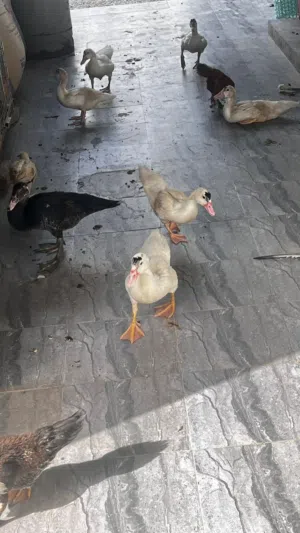 بط مصري للبيع