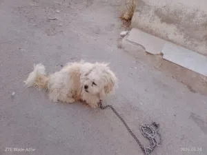 ذكر مالتيز للبيع او للبدل