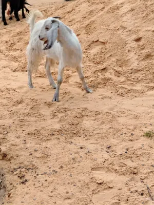 جدي وعنز عمرهم 8 شهور