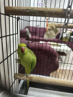 متو اخضر للبيع