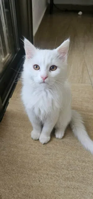 قق شيرازي ابيض لطيف