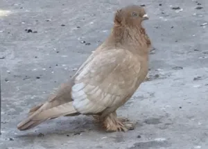 طيرة نثية كلش حلوه ونادرا للبيع