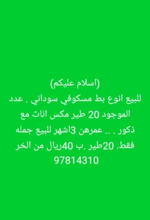 موقعي لوى . لايوجدتوصل