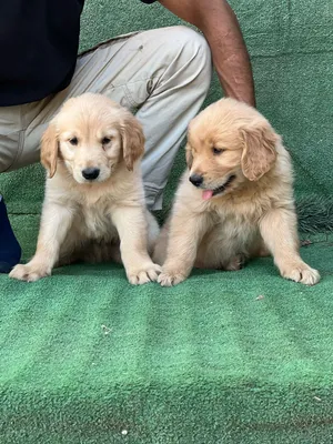 Golden Retriever0