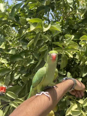 ببغاء دره اليفه