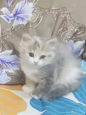 female Persian kitty