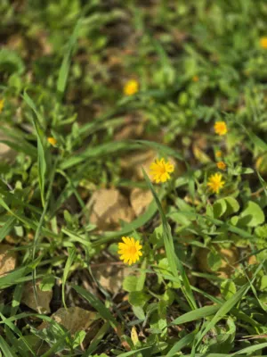 Mixed Use Land for Sale in Ramallah and Al-Bireh Abu Shukhaydam