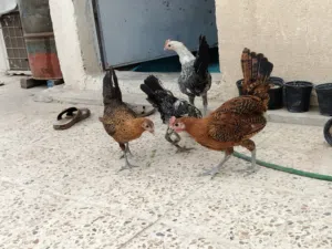 ديج ودجاجه برانكز مصري ذهبي وديوجه فضيات 3