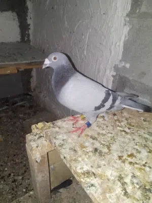 زواجين زواجل  لقبلة