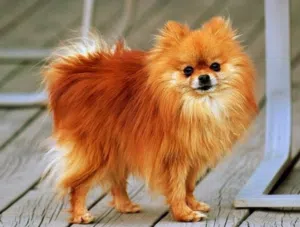 female dog