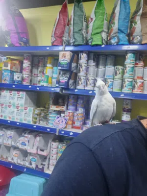 كوكتيل ابيض اليف  جدا مع قفص حجم كبير