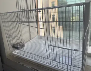 Love birds , badgie