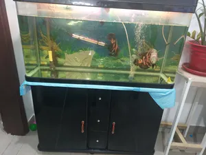 ‏سمك‏3