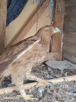 طير جارح أنثى