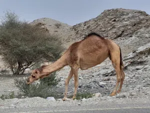ورتل القرآن 