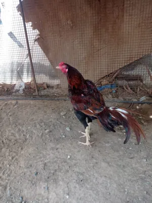 طيور للبيع فقط