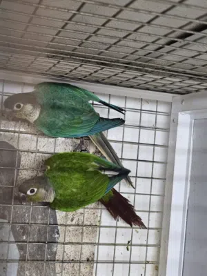 مجموعة كنيور للبيع ذكور (Males)