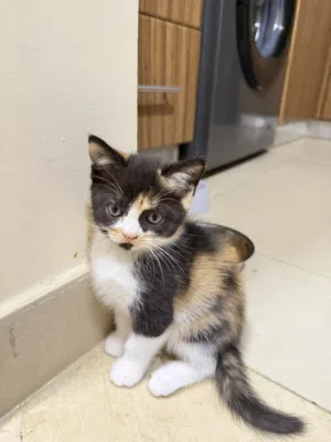 For adoption