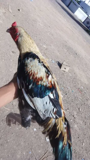 ديك باكستاني