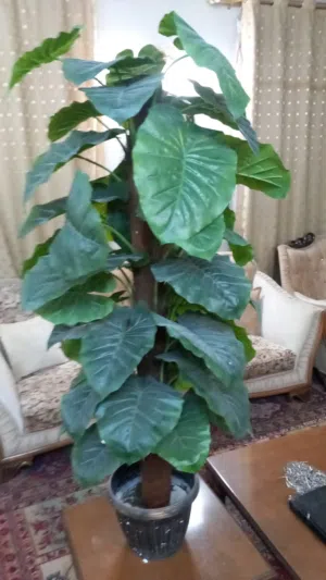 نبات صناعي اخضر في سندانه ارتفاعه 1.7 متر