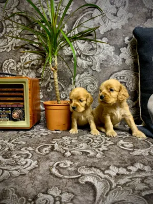 Purebred Cocker Spaniel Puppy
