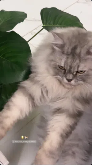 للبيع او البدل بما يناسب