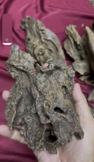 خالص فليبيني اندر واتر phillipine under water