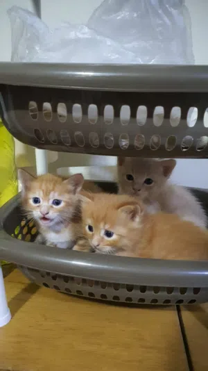 Persian Kittens Availableor Adoption.