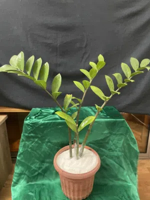 ZeeZee plant , Money plant , cactus