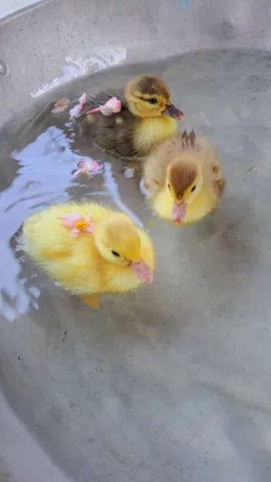 صوص بط كيوت Available in 25 small amounts for serious only