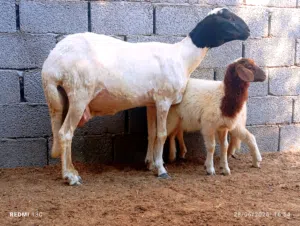 نعجه امتاومه تحتها حوليا تبارك الرحمن