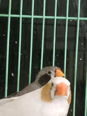 5 pair of breeding pair of Zebra Finches