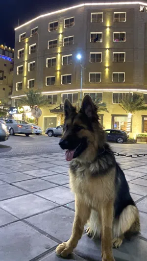 انثى جيرمن للبيع او للبدل  بالعقبة