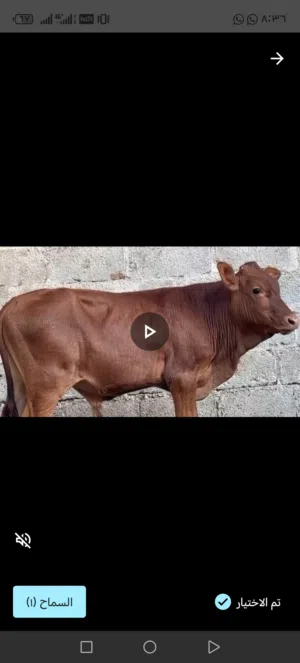 السلام عليكم ورحمة الله وبركاتة متوافرات العجاله