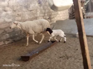 نعجة البيع