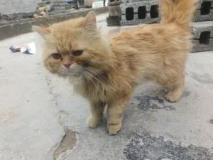 شيرازي ذكر لون بني عيون عسلية