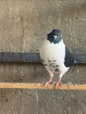 كمام كنك مستوى وسط