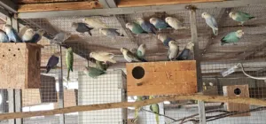 للبيع طيور حب