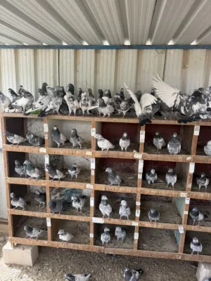 حمام باكستاني طيار بيور وفروخ كراسات