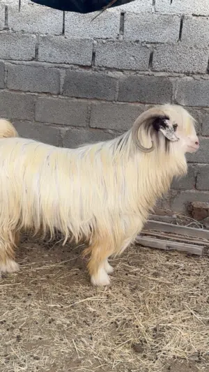 للبيع تيس رحبي