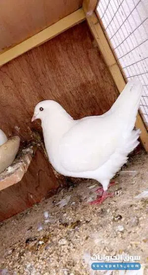مطلوب طيرة عدد 1 او 2 حمام فرنسي جامبو