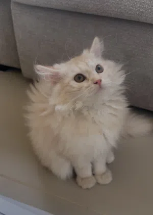 للبيع قطة شيرازيه عمرها 3 اشهر