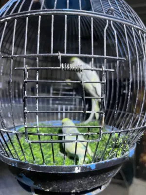 طيور الحب مزاويج صحه ونضافه