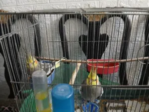 عصافير كوكتيل