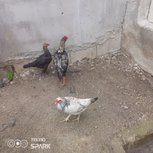 طقم باكستاني وديك براهمي