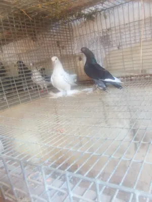 حمام هزاز و مكاوي و عربي و طرف هجين على قولد و طرف هجين على نورس لي يبي فيديو عندي كلمني وتس سعر سوم