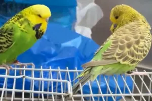 ياسمين مكس تغريد وباجي